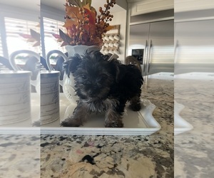 Yorkshire Terrier Puppy for sale in APPLE VALLEY, CA, USA