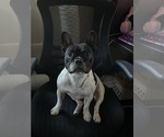 Small Photo #1 French Bulldog Puppy For Sale in POMONA, CA, USA