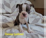Puppy PendingDaisey Boston Terrier