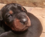 Small Photo #6 Doberman Pinscher Puppy For Sale in BON AQUA, TN, USA