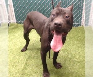Mutt Dogs for adoption in Downey, CA, USA