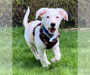 Australian Shepherd-Unknown Mix Dogs for adoption in Plainfield, IL, USA