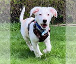 Small Australian Shepherd Mix
