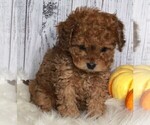 Small Cavapoo-Poodle (Standard) Mix