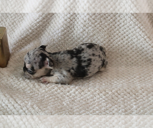 Medium Photo #21 French Bulldog Puppy For Sale in SPRING, TX, USA