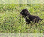 Small #4 Schnauzer (Miniature)