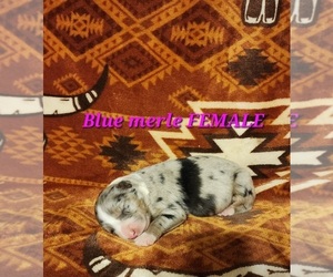 Australian Shepherd Puppy for sale in CROCKER, MO, USA