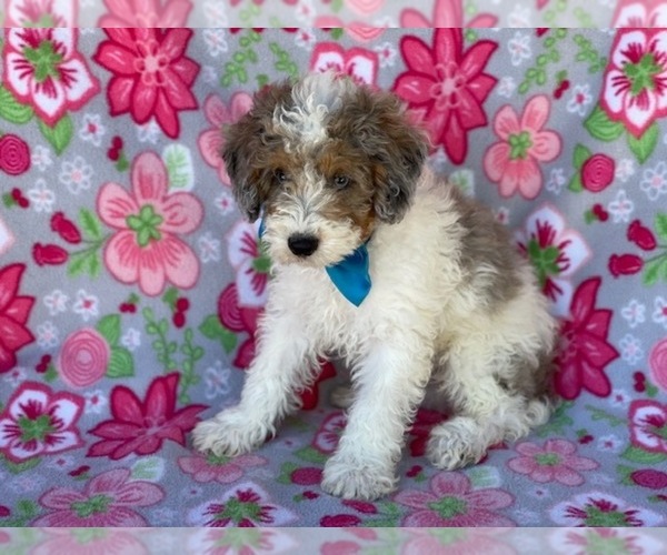 Medium Photo #8 Poodle (Miniature) Puppy For Sale in LANCASTER, PA, USA