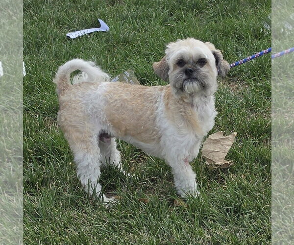 Medium Photo #1 Shih Tzu-Unknown Mix Puppy For Sale in Lexington Park, MD, USA