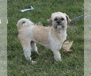 Shih Tzu-Unknown Mix Dogs for adoption in Lexington Park, MD, USA