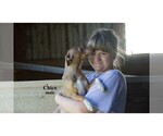Small #15 Chihuahua
