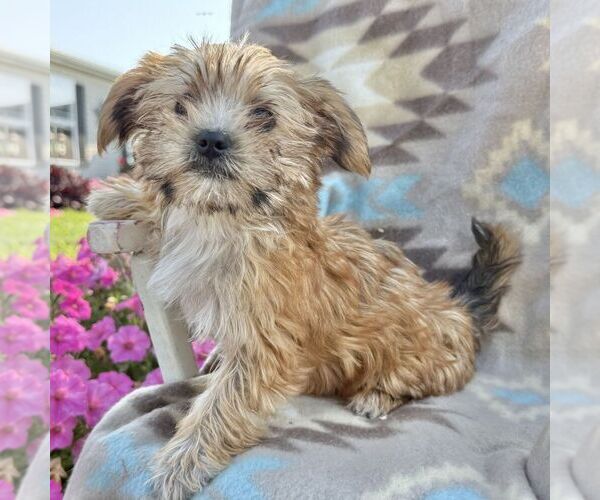 Medium Photo #1 Morkie Puppy For Sale in WILLIAMSBURG, IN, USA