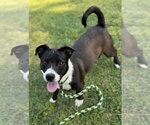 Mattison - Female Mutt Dog for Adoption - Small photo
