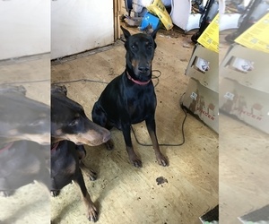 Father of the Doberman Pinscher puppies born on 04/15/2019