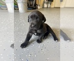 Small Photo #1 Cane Corso-Labrador Retriever Mix Puppy For Sale in SIMPSONVILLE, SC, USA