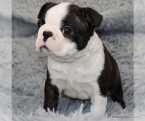 Boston Terrier Puppy for sale in WINNSBORO, TX, USA