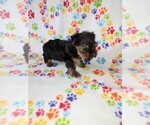 Small Photo #8 Yorkshire Terrier Puppy For Sale in LAPEER, MI, USA