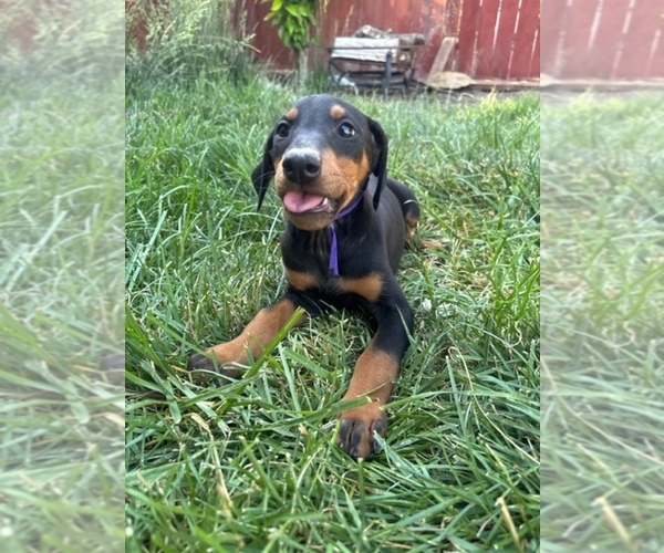 Medium Photo #7 Doberman Pinscher Puppy For Sale in PATTERSON, CA, USA