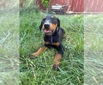 Small #6 Doberman Pinscher