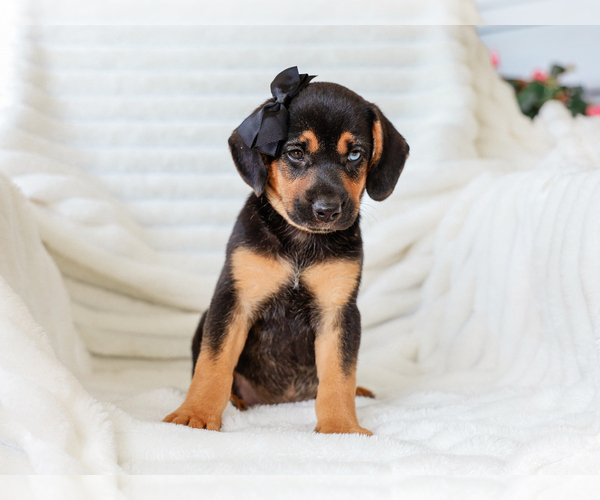 Medium Photo #4 Beagle-Mutt Mix Puppy For Sale in LIBERTY, KY, USA