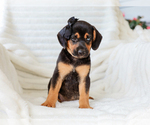 Small #3 Beagle-Mutt Mix