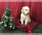 Small Photo #2 Goldendoodle Puppy For Sale in WEATHERFORD, TX, USA