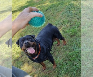 Mother of the Rottweiler puppies born on 02/25/2023