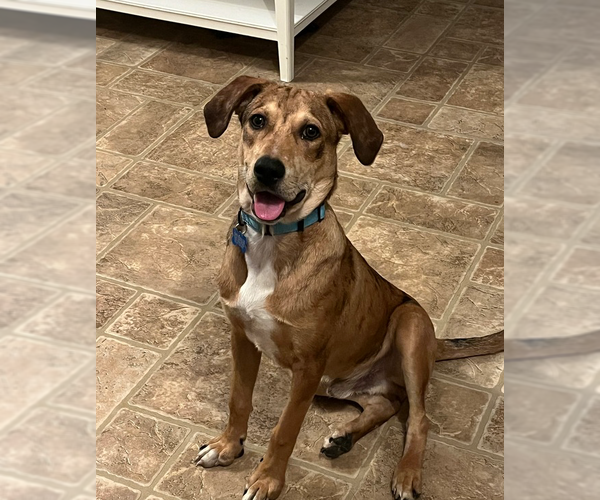 Medium Photo #2 Mutt Puppy For Sale in Springdale, PA, USA