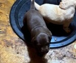 Puppy Puppy 2 Labrador Retriever