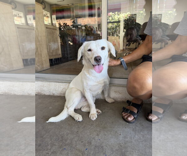 Medium Photo #6 Dachsador Puppy For Sale in San Diego, CA, USA