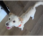 Small #4 Mutt