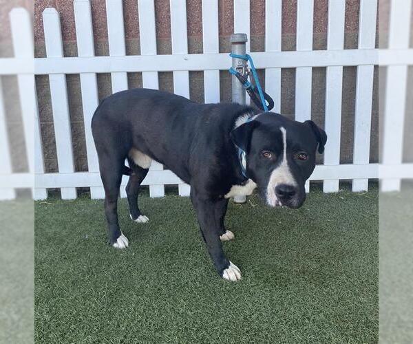 Medium Photo #1 Mutt Puppy For Sale in Modesto, CA, USA