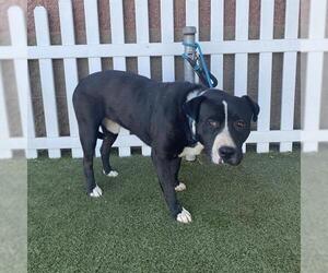 Mutt Dogs for adoption in Modesto, CA, USA