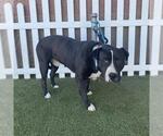 *SANDLER - Male Mutt Dog for Adoption - Small photo