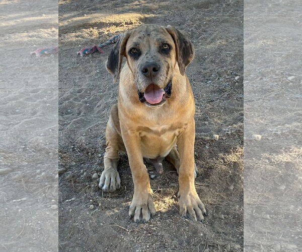 Medium Photo #2 Mutt Puppy For Sale in Hesperia, CA, USA