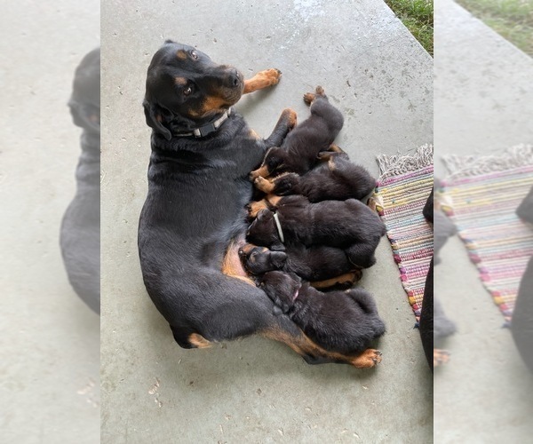 Medium Photo #1 Rottweiler Puppy For Sale in ORLAND, CA, USA