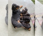 Small Photo #1 Rottweiler Puppy For Sale in ORLAND, CA, USA