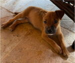 Small #1 Golden Labrador