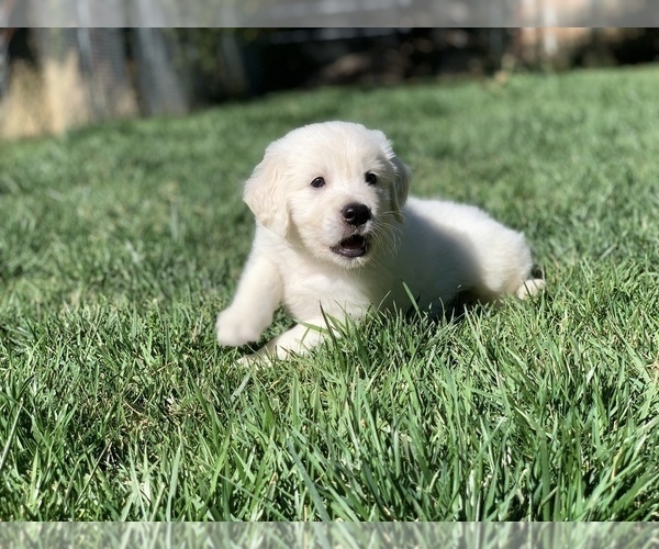 Medium Photo #18 English Cream Golden Retriever Puppy For Sale in WHITE SALMON, WA, USA