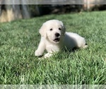 Small Photo #18 English Cream Golden Retriever Puppy For Sale in WHITE SALMON, WA, USA