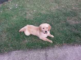 Golden Retriever Puppy for sale in WICKLIFFE, OH, USA