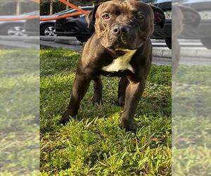American Staffordshire Terrier Dogs for adoption in Fort Lauderdale, FL, USA