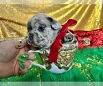 Small Photo #20 French Bulldog Puppy For Sale in HAYWARD, CA, USA