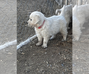 English Cream Golden Retriever Puppy for sale in SCOTTSDALE, AZ, USA