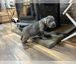 Puppy Limey Cane Corso