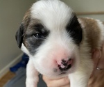 Small Great Pyrenees-Saint Bernard Mix