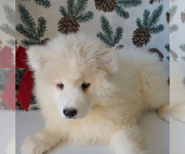 Medium Photo #1 Samoyed Puppy For Sale in THORP, WI, USA