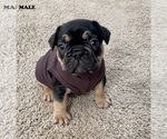 Small Photo #1 French Bulldog Puppy For Sale in AURORA, CO, USA