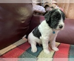 Small Photo #1 Goldendoodle Puppy For Sale in GIBBON, NE, USA