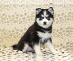 Small #3 Pomsky